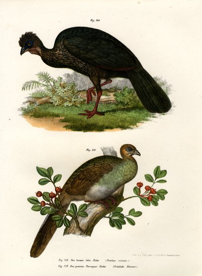 Purple Guan by German School